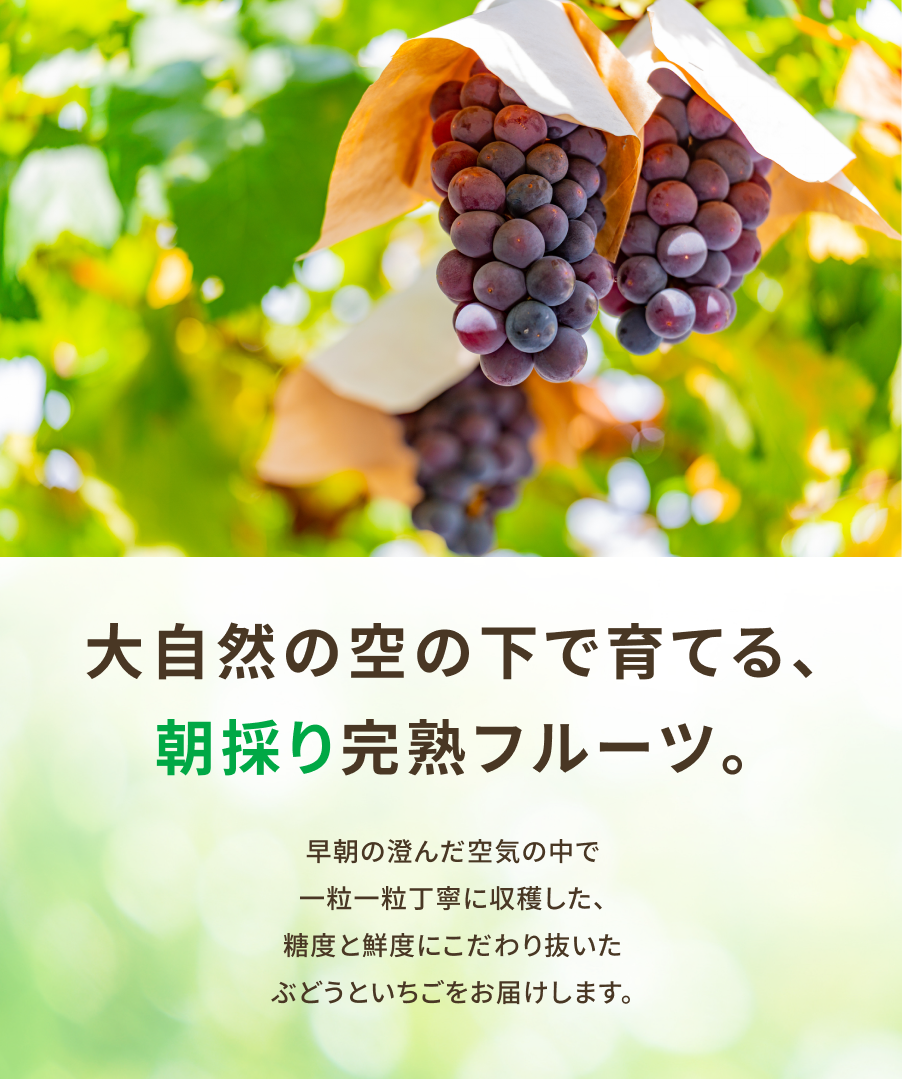 大自然の空の下で育てる、朝採り完熟フルーツ。