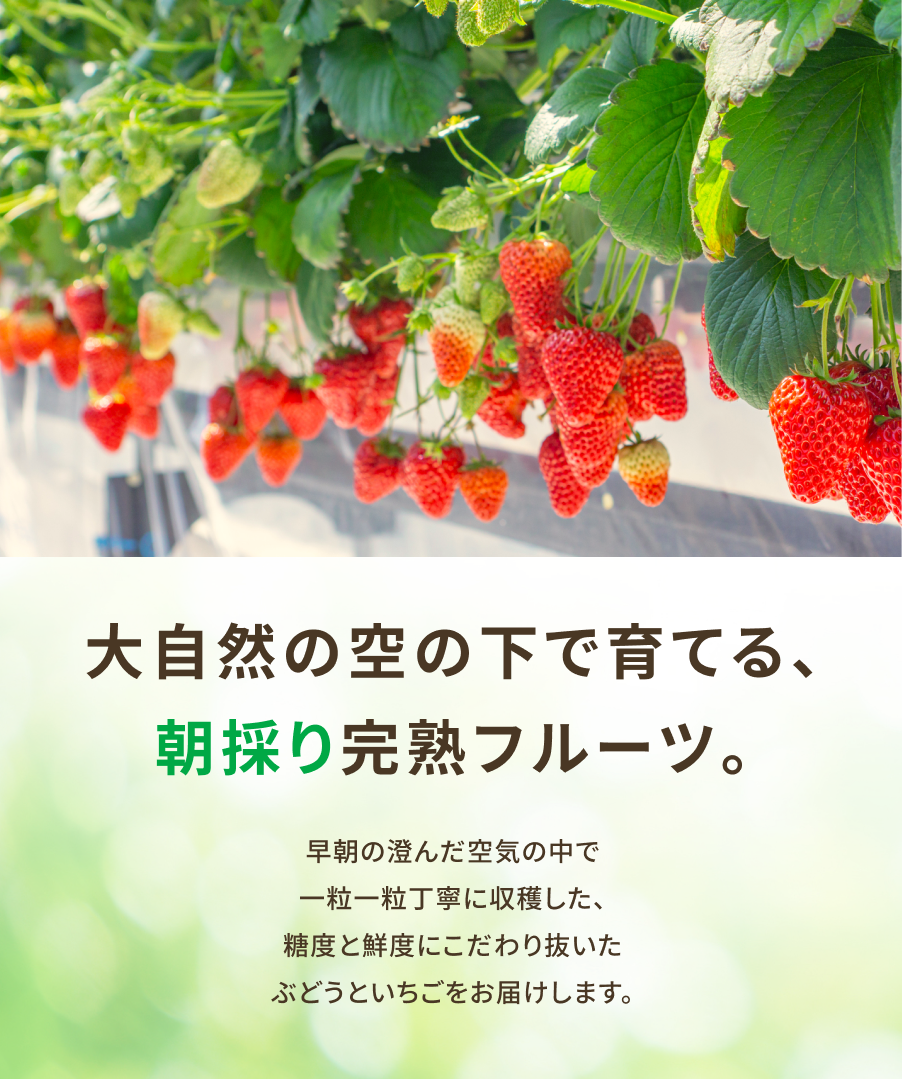 大自然の空の下で育てる、朝採り完熟フルーツ。