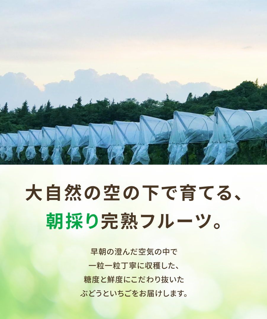 大自然の空の下で育てる、朝採り完熟フルーツ。