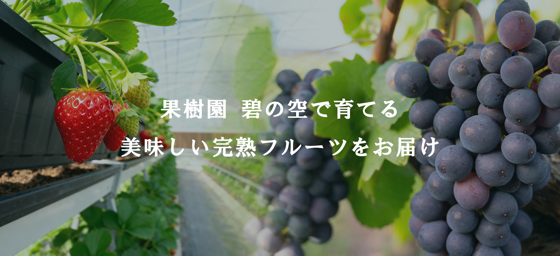 mv 果樹園 碧の空で育てる美味しい完熟フルーツ