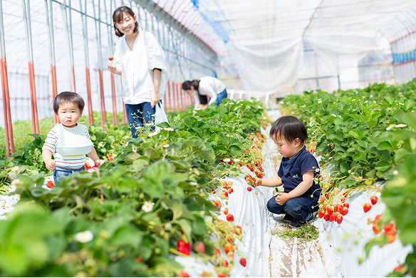 周りを気にせず、完熟いちごを心ゆくまで楽しめます。